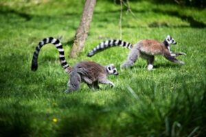 Prague: Boat Ride to the Zoo and Admission Ticket - The 7-hour flow: what the day actually feels like