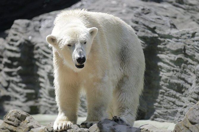 Prague Zoo Admission Ticket including Round Trip Transfer - Your Zoo Day Flow: From Arrival to Independent Exploring
